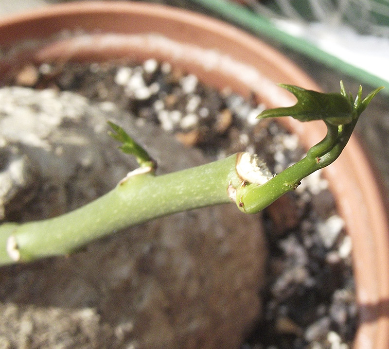 adenia-heter4.jpg