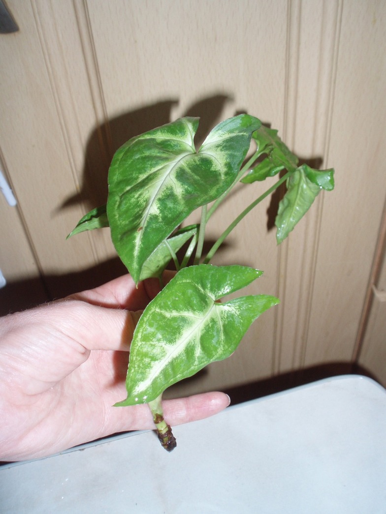 P1010476.JPG