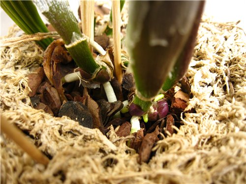 38576faea1ef.jpg