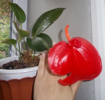 DSCN6174.JPG