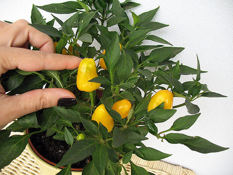 orange_pepper1.jpg