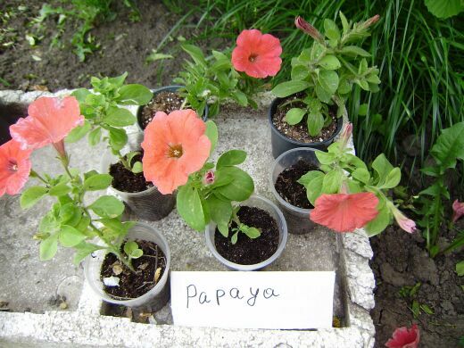 Potunia Plus Papaya 0.jpg