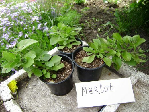 Merlot 0.jpg