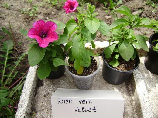 Rose Vein Velvet 0.jpg
