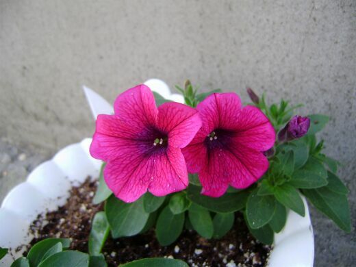 Rose Vein Velvet 1 0.jpg