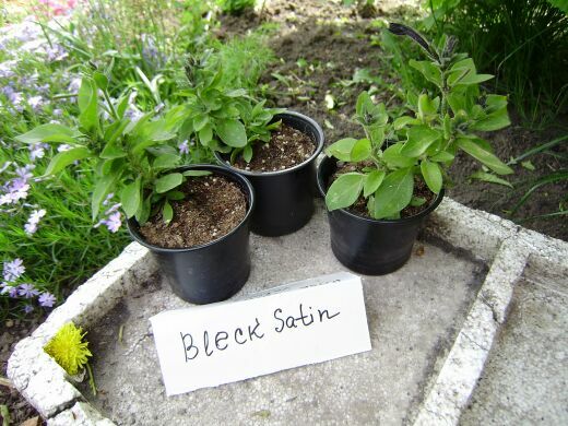 Sweetunia Bleck Satin 0.jpg