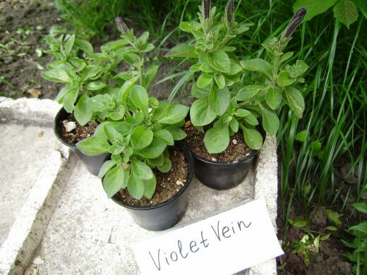Violet Vein 0.jpg