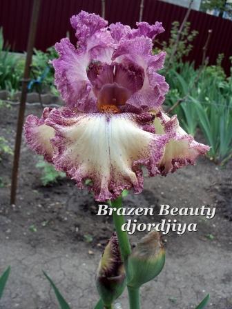Brazen Beauty.jpg
