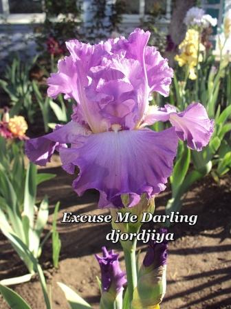Excuse me Darling.jpg