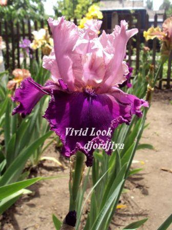 Vivid Look.jpg