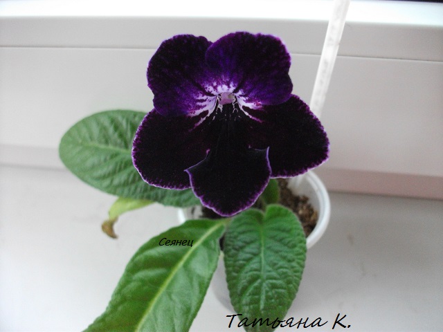 DSCF4103.JPG