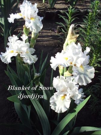 Blanket in Snow.jpg