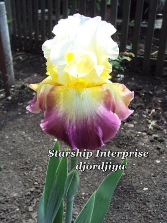 Starship Interprise.jpg