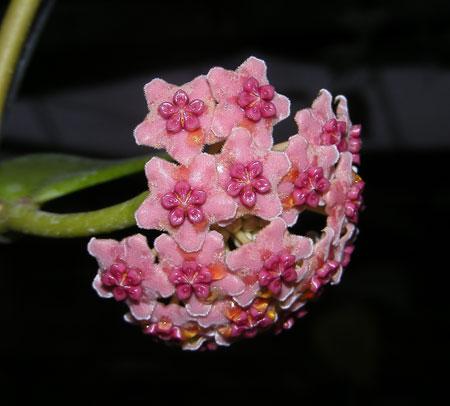 hoya-diversifolia4797.jpg