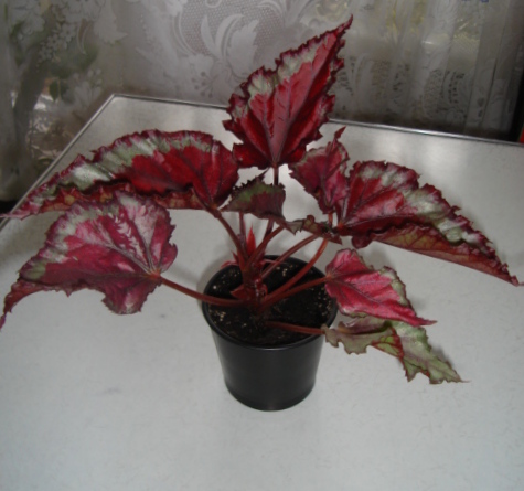 DSC01861.JPG