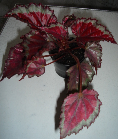 DSC01881.JPG