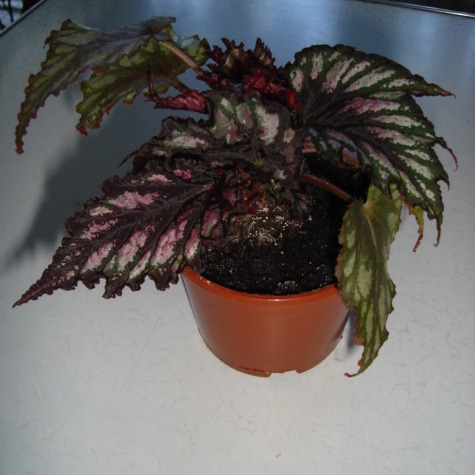 DSC01791.JPG