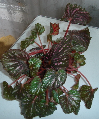 DSC01673.JPG