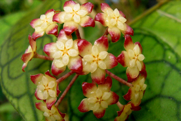 hoya-finlaysonii_short-leaf.jpg