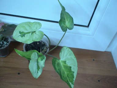 DSC01455а.jpg