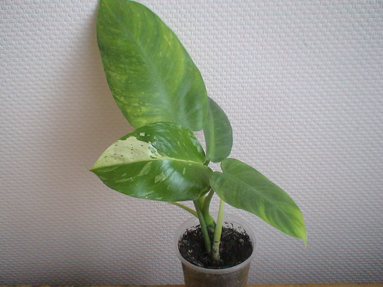 DSC01445а.jpg