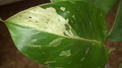 DSC01447а.jpg