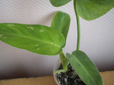 DSC01446а.jpg