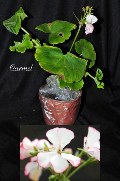 Carmel-p.JPG
