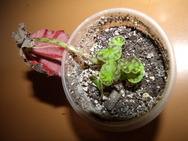 GEDC5249.JPG