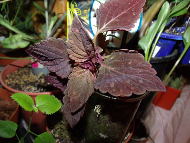 GEDC5257.JPG