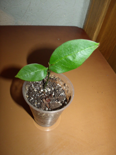 GEDC5248.JPG