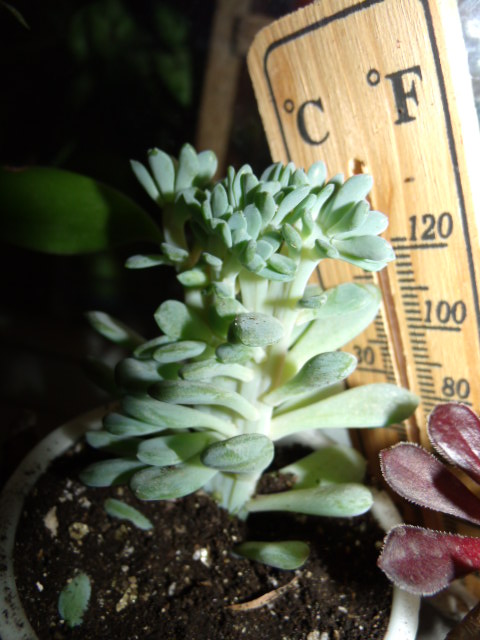 GEDC5252.JPG