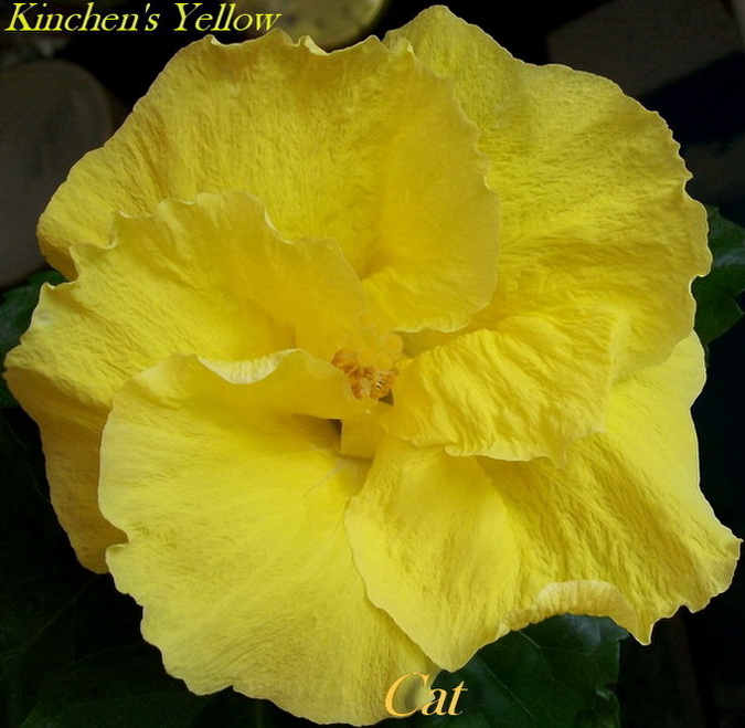 Kinchen's YellowC.jpg