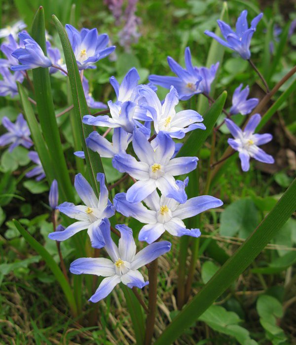 1339903615_proleska-tubergena.jpeg