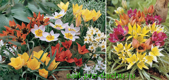 botanicheskie-tulpany2-3.jpg
