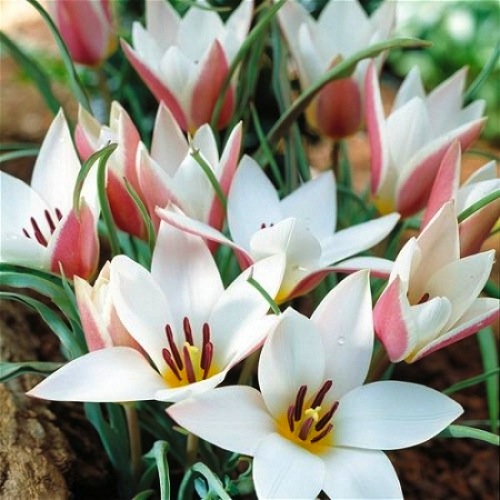 Tulip-Lady-Jane-8-500x500.JPG