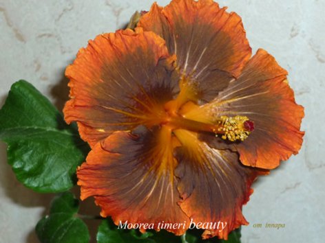 Moorea_timeri_beauty_vecher__500.jpg