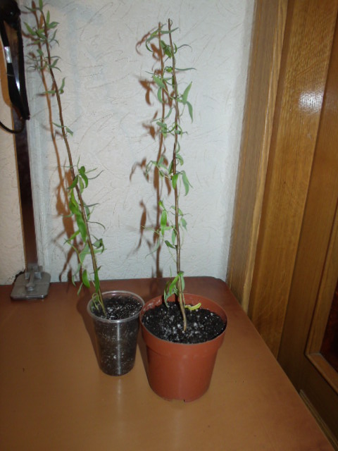 GEDC5269.JPG