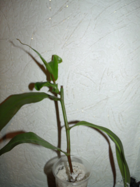 GEDC5270.JPG