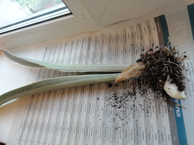 Sansevieria Bantel's - 21.JPG