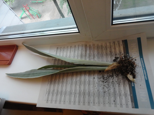 Sansevieria Bantel's - 22.JPG