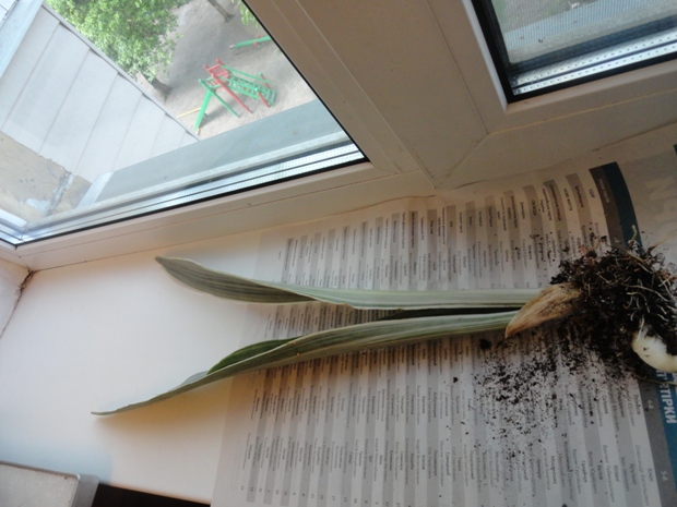 Sansevieria Bantel's - 23.JPG