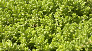 ramdisk_crop_83942681_e2EwAt.jpg