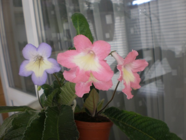 P7210100.JPG