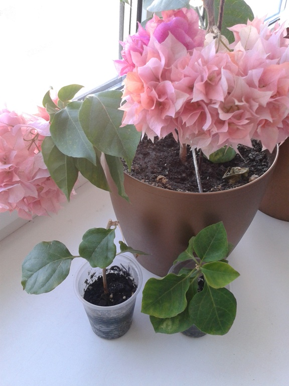 2014-05-21 10.19.51.jpg