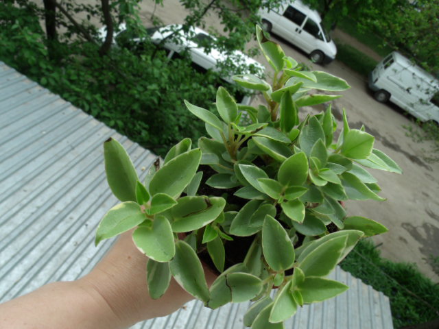 GEDC5277.JPG
