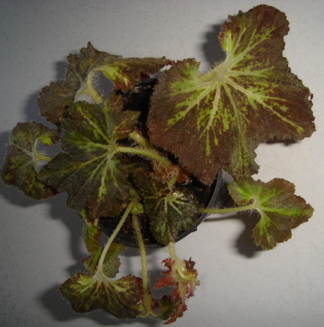 DSC02016.JPG