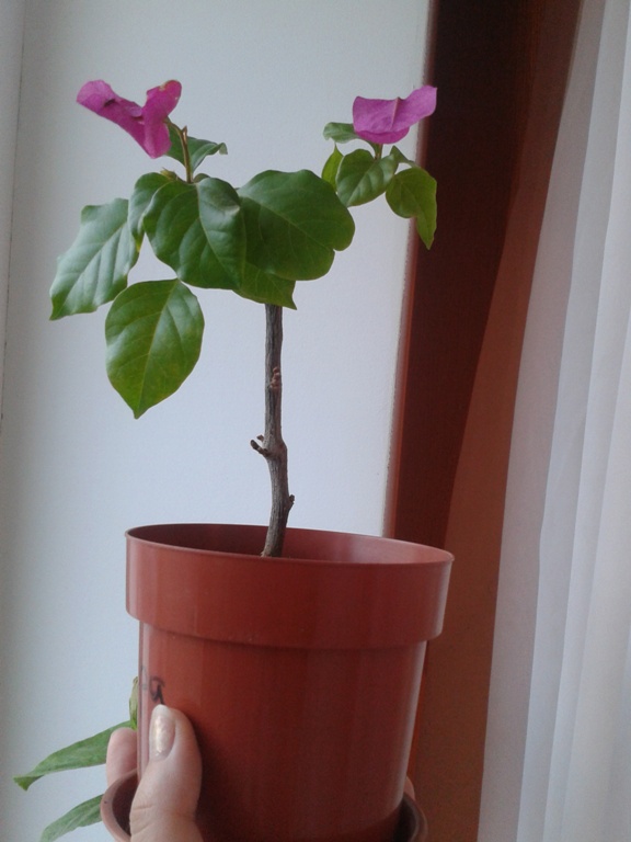 2014-05-22 20.20.34.jpg