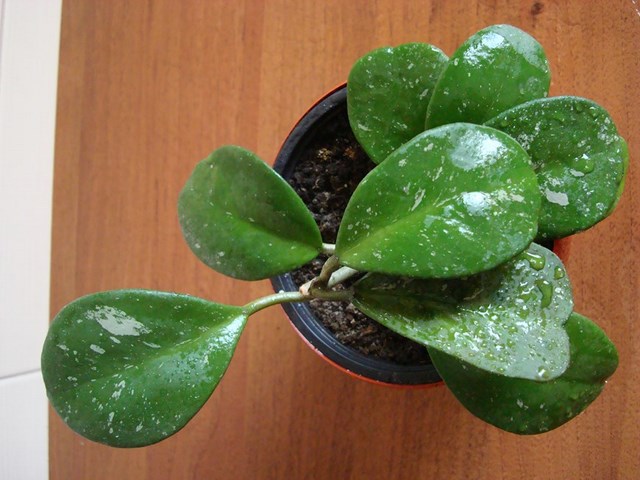 DSC08248.jpg