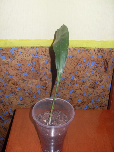 SDC13541.JPG